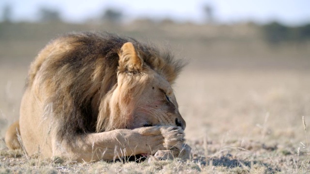 狮子女士(Panthera leo)自我清洁/ Kgalagadi越界公园，Kgalagadi区，南非视频素材