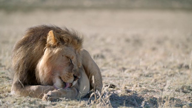 狮子女士(Panthera leo)自我清洁/ Kgalagadi越界公园，Kgalagadi区，南非视频素材