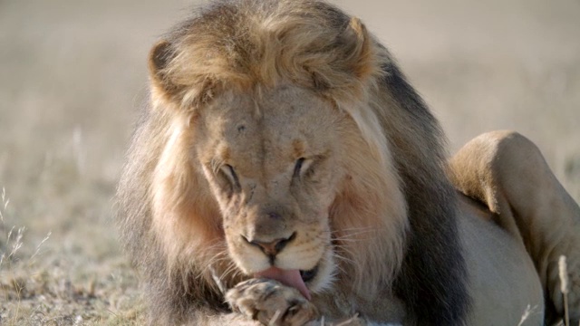 大狮子(Panthera leo)自我清洁/卡拉加迪跨越边境公园，卡拉加迪区，南非视频素材