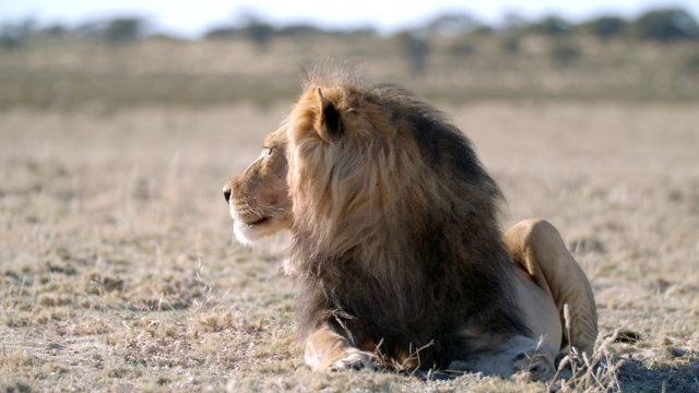 MS Lion (Panthera leo)起床/ Kgalagadi越界公园，Kgalagadi区，南非视频素材