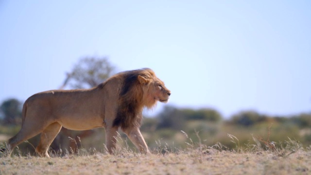 MS TS Lion (Panthera leo)漫步在大草原/ Kgalagadi越界公园，Kgalagadi区，南非视频素材