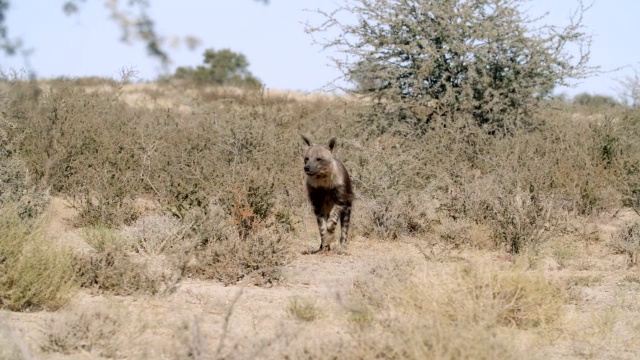 棕色鬣狗(Hyaena brunnea)漫步在草原/ Kgalagadi越界公园，Kgalagadi区，南非视频素材