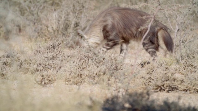 棕色鬣狗(Hyaena brunnea)在南非Kgalagadi地区的草原/ Kgalagadi越界公园漫步视频素材