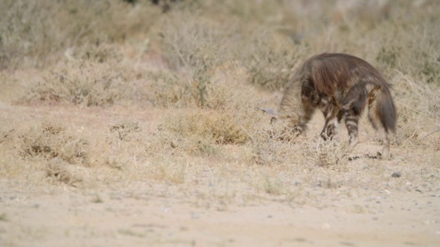 棕色鬣狗(Hyaena brunnea)在南非Kgalagadi地区的草原/ Kgalagadi越界公园漫步视频素材