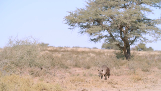 棕色鬣狗(Hyaena brunnea)漫步在草原/ Kgalagadi越界公园，Kgalagadi区，南非视频素材