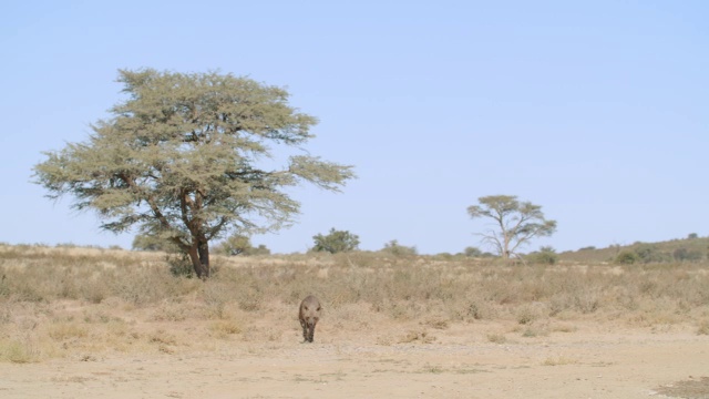 棕色鬣狗(Hyaena brunnea)漫步在草原/ Kgalagadi越界公园，Kgalagadi区，南非视频素材