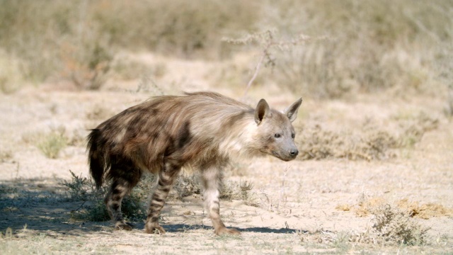 棕色鬣狗(Hyaena brunnea)在南非Kgalagadi地区的草原/ Kgalagadi越界公园漫步视频素材