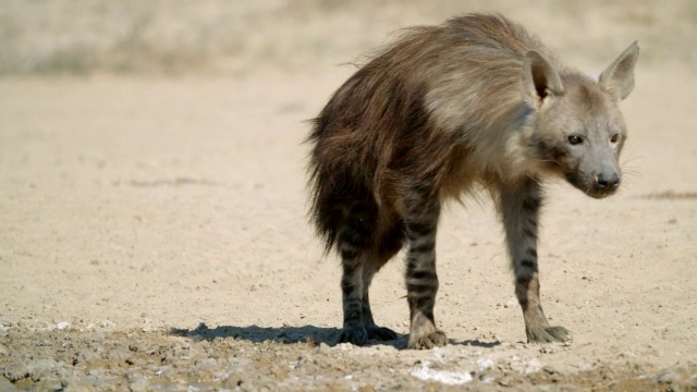 棕色鬣狗(Hyaena brunnea)在水坑周围行走，嗅着地面/ Kgalagadi越境公园，Kgalagadi区，南非视频素材