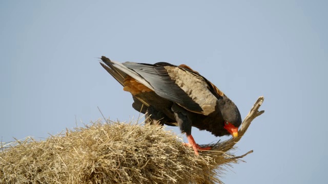 MS Bateleur (Terathopius ecaudatus)在南非Kgalagadi区Kgalagadi跨边境公园的分支上磨喙视频素材