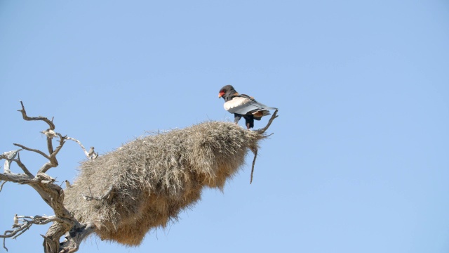 LA Bateleur (Terathopius e高加索tus)在越南边境公园(Transfrontier Park)视频素材