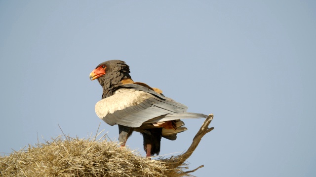 南非Kgalagadi区，nest / Kgalagadi越界公园，WS Bateleur (Terathopius ecaudatus视频素材