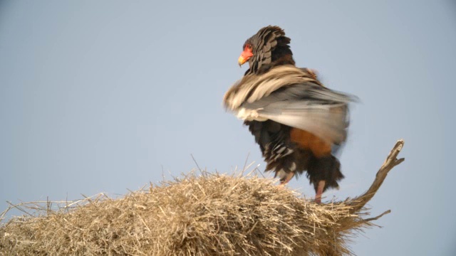 南非Kgalagadi区，nest / Kgalagadi越界公园，WS Bateleur (Terathopius ecaudatus视频素材