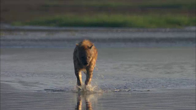 鬣狗狩猎火烈鸟视频素材