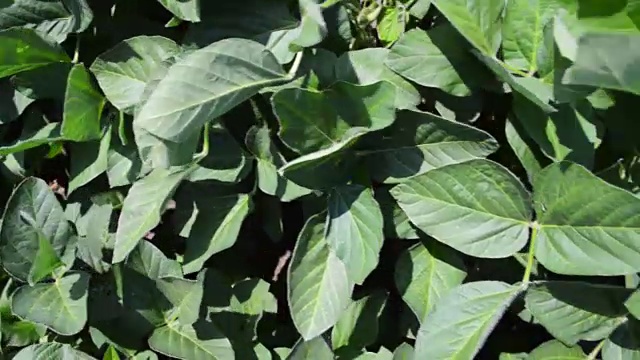 大田大豆作物视频素材