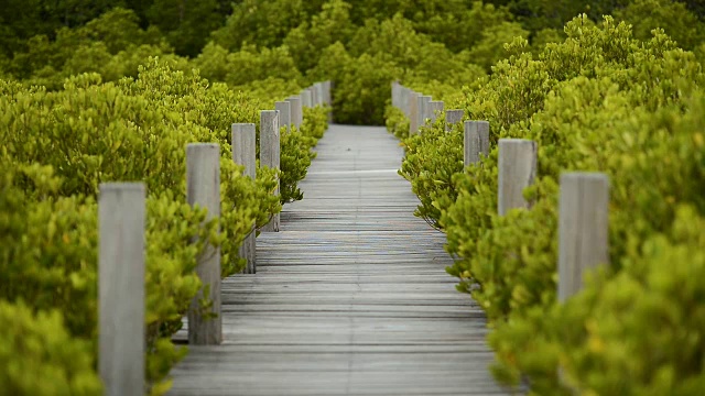 金色草甸尖头红树林视频素材