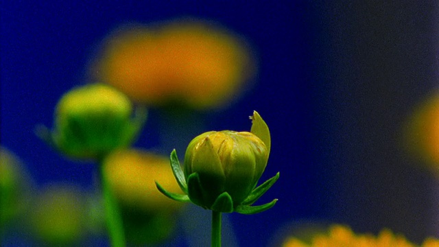 近观时光流逝，黄花(金菊)盛开视频素材