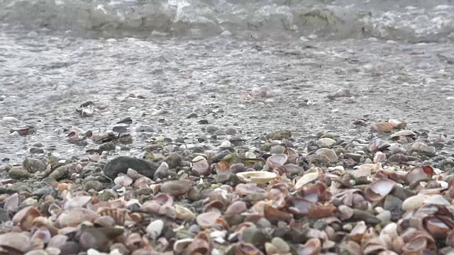 海滩上的贝壳视频下载