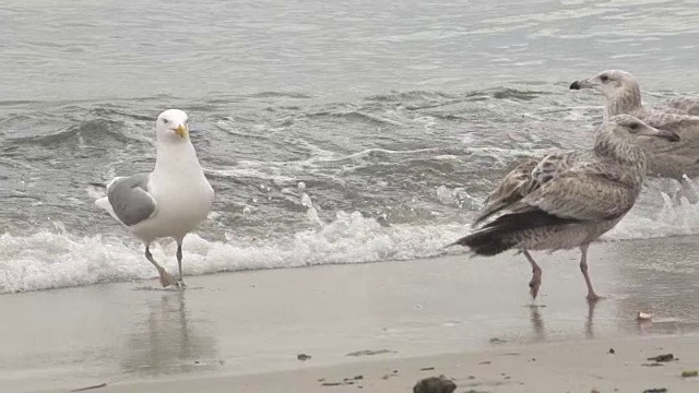 海浪中的海鸥视频下载