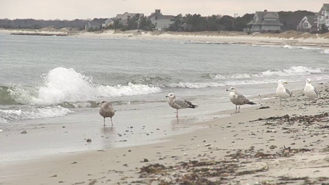 海滩上的海鸥视频下载