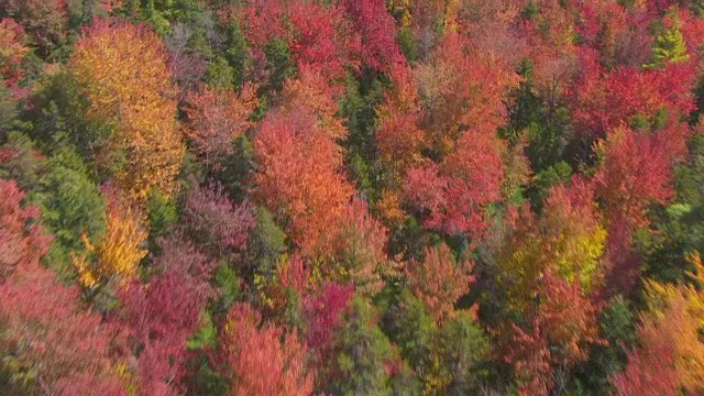 美国新罕布什尔州希尔斯伯勒县的秋天森林地区的WS AERIAL POV视图视频素材