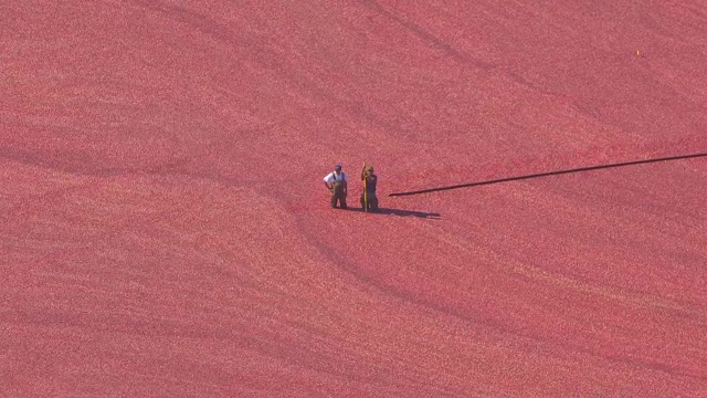 美国麻萨诸塞州普利茅斯县卡弗沼泽的蔓越莓农场鸟瞰图视频素材