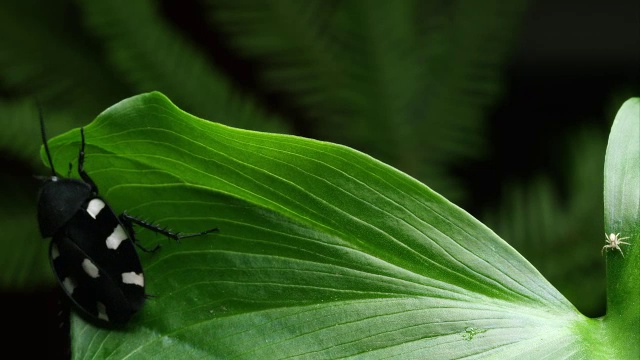 多米诺·罗奇在树叶上爬。视频素材