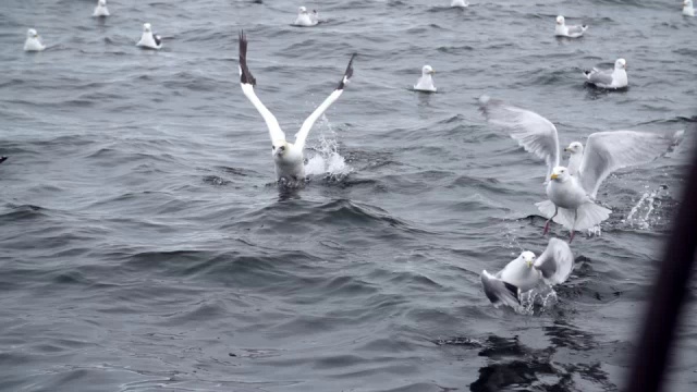 海鸥在海里飞翔和潜水视频素材