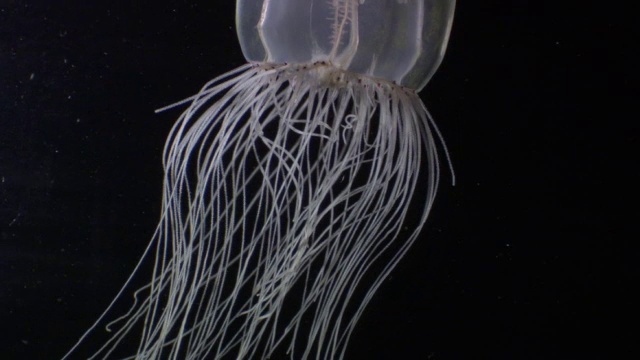 水母(Scyphozoa)的触角在黑暗的水，太平洋视频素材