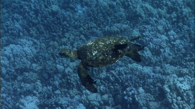 绿海龟(Chelonia mydas)游过夏威夷的珊瑚礁视频素材