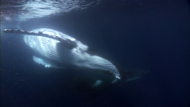 座头鲸(Megaptera novaeangliae)在汤加蓝海中翻滚视频素材