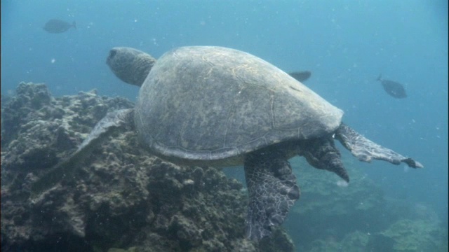 绿海龟(Chelonia mydas)游过珊瑚礁，夏威夷视频素材