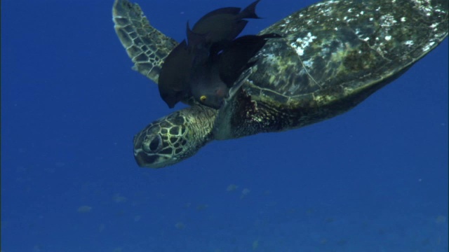 珊瑚礁鱼清洁绿色海龟(Chelonia mydas)在珊瑚礁上，夏威夷视频素材