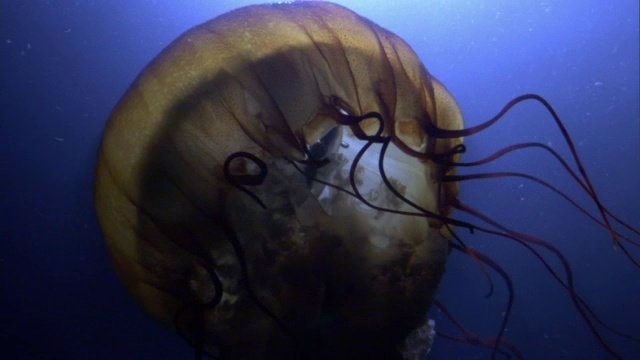 海荨麻水母(Chrysaora fuscescens)在太平洋的深色水中拖着触角视频素材