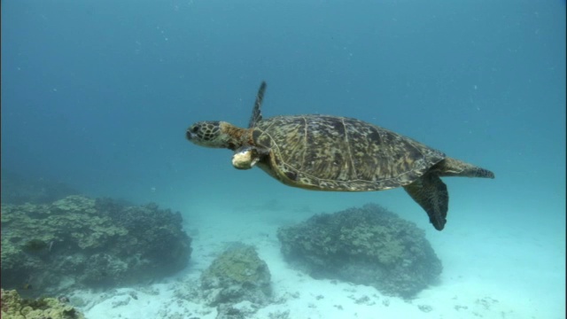 绿海龟(Chelonia mydas)的鳍被切断游过珊瑚礁，夏威夷视频素材