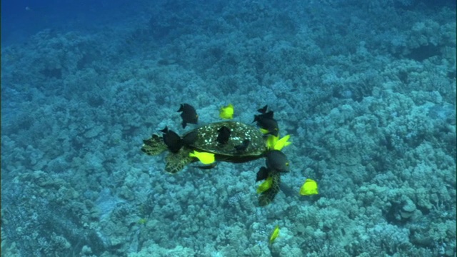 珊瑚礁鱼清洁绿色海龟(Chelonia mydas)在珊瑚礁上，夏威夷视频素材