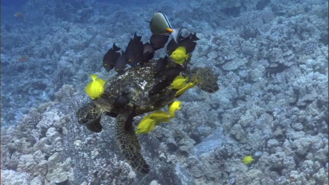 珊瑚礁鱼清洁绿色海龟(Chelonia mydas)在珊瑚礁上，夏威夷视频素材