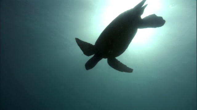 太阳下绿海龟(Chelonia mydas)的轮廓，夏威夷视频素材