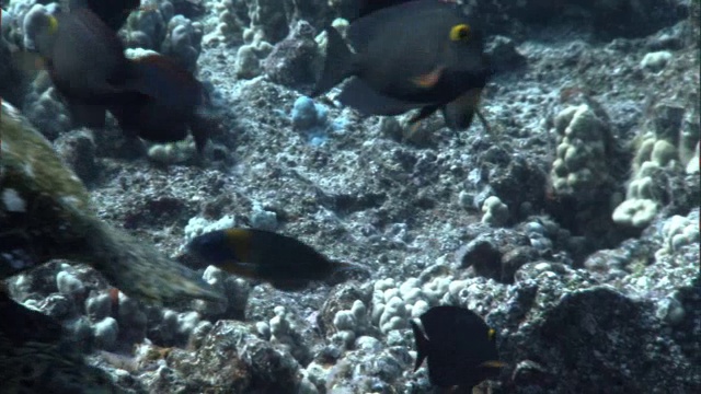 珊瑚礁鱼清洁绿色海龟(Chelonia mydas)在珊瑚礁上，夏威夷视频素材