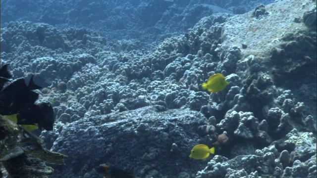 珊瑚礁鱼清洁绿色海龟(Chelonia mydas)在珊瑚礁上，夏威夷视频素材