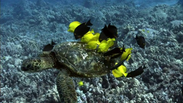 珊瑚礁鱼清洁绿色海龟(Chelonia mydas)在珊瑚礁上，夏威夷视频素材