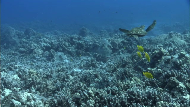 绿海龟(Chelonia mydas)离开清洁站的珊瑚礁，夏威夷视频素材