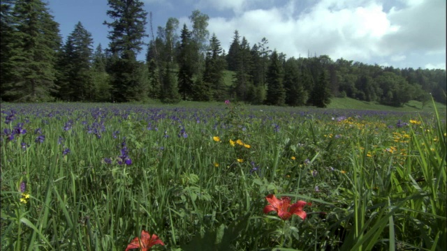 吉林省长白山国家级自然保护区草地上的鸢尾花(Iris setosa)和百合(Lilium dauricum)视频素材