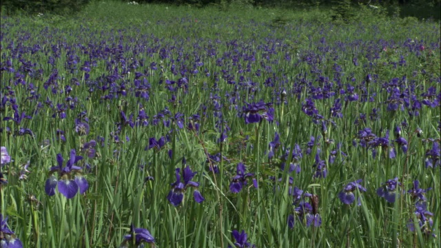 吉林省长白山国家级自然保护区草地上的鸢尾花(Iris setosa)视频素材