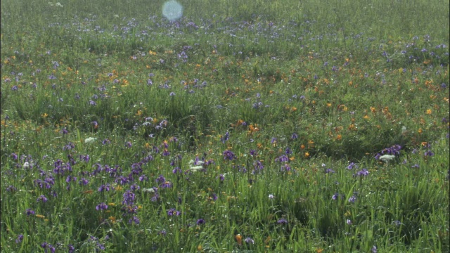 吉林省长白山国家级自然保护区草地上的鲜花视频素材