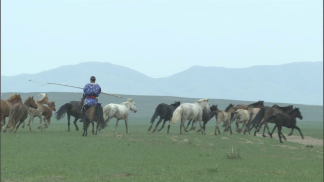 中国内蒙古，人们在草原上牧马视频素材