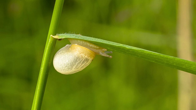 蜗牛在草叶上爬行视频素材