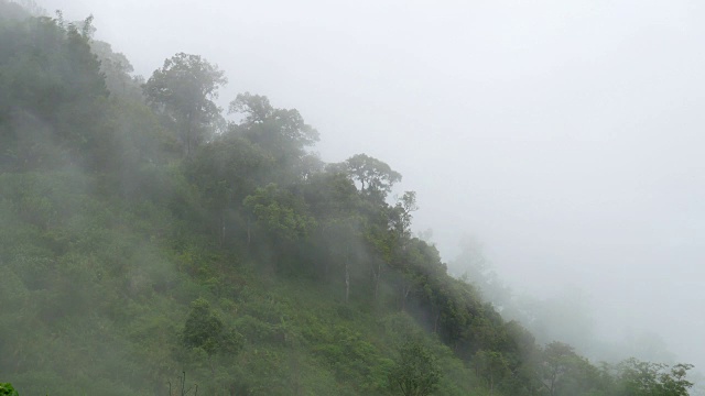 移动的雾在雨林山，自然镜头背景视频素材