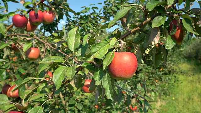 红苹果视频素材