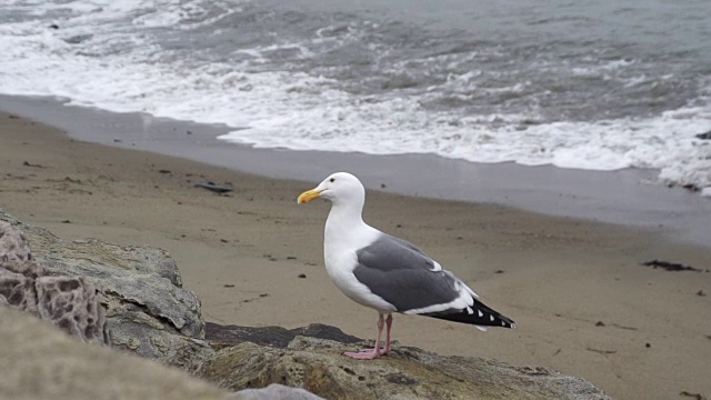 海鸥栖息在海滩上视频素材