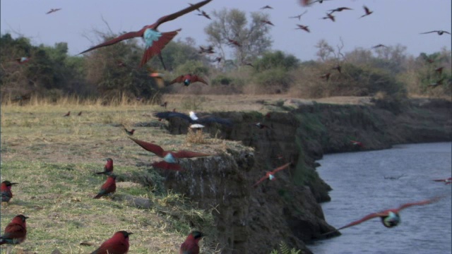 赞比亚卢安瓜河岸上的鱼鹰(Haliaeetus vocifer)和食蜂胭脂(Merops nubicoides)视频素材